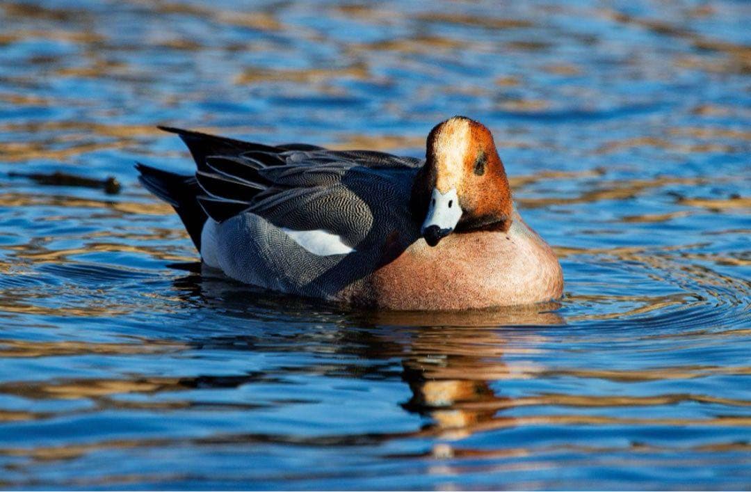 シグマ APO TELEMACRO 400mm F5.6 HSM デジタル改修済