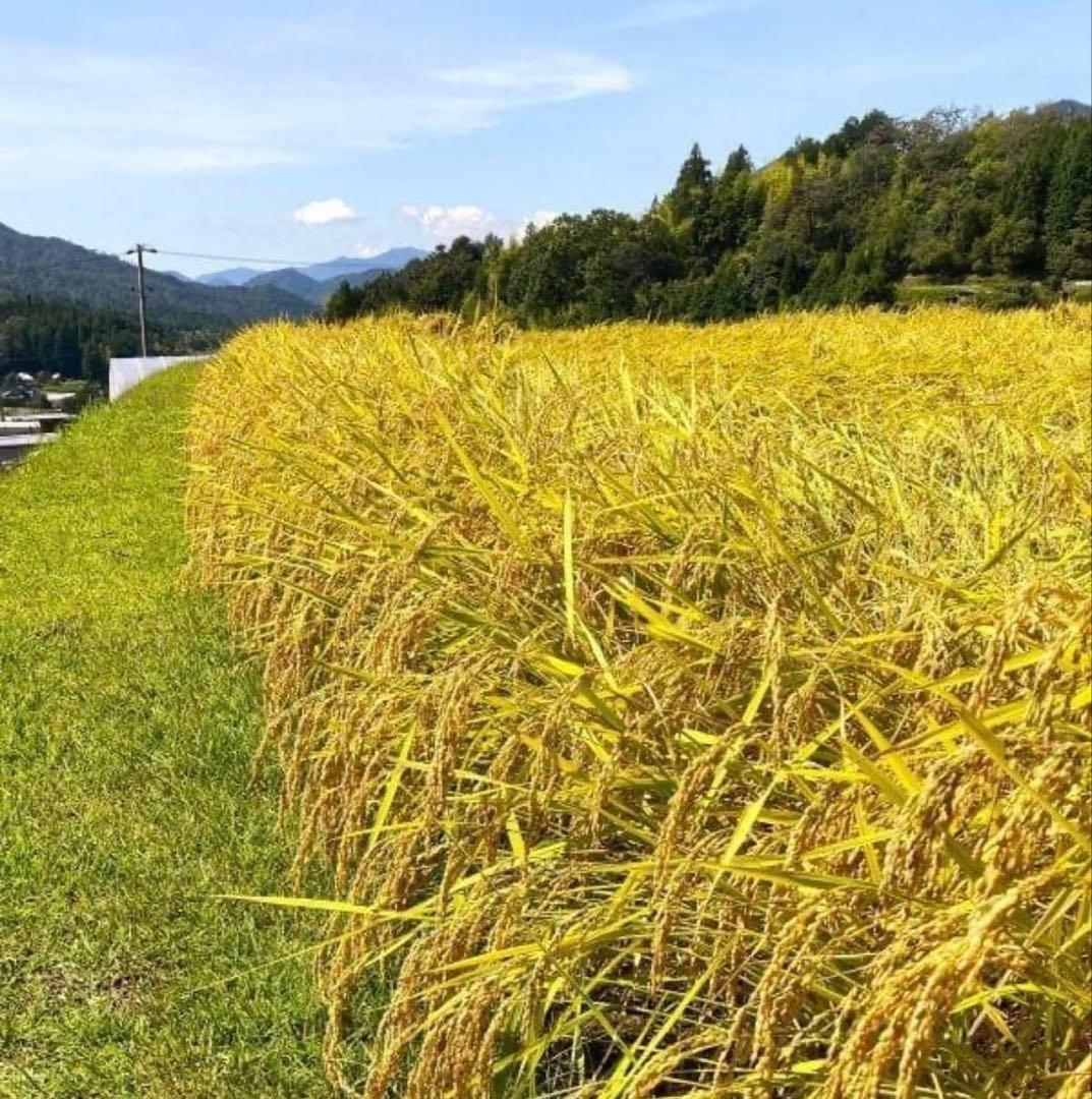 令和7年度産　山口県産（新米）10kg 恋の予感　白米/玄米　農家直送　送料無料