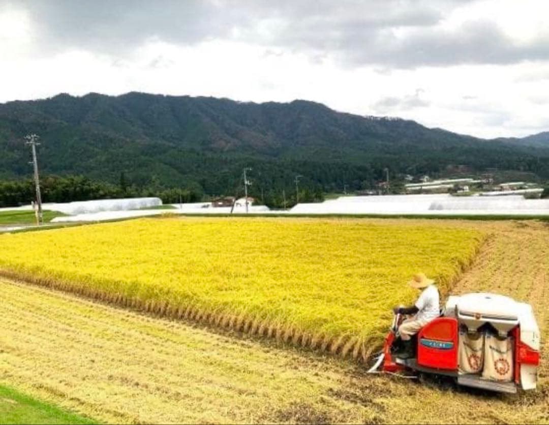 令和7年度産　山口県産（新米）10kg 恋の予感　白米/玄米　農家直送　送料無料