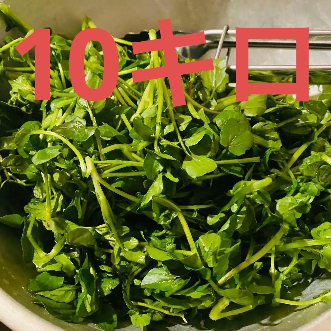 天然湧き水クレソン　10キロ目安　みかん箱2箱分パンパン詰めます　常温発送⚠️