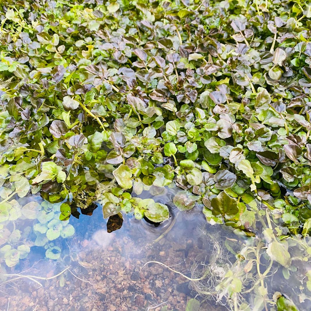 天然湧き水クレソン　10キロ目安　みかん箱2箱分パンパン詰めます　常温発送⚠️