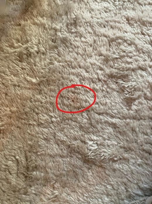 unico　ウニコ　EPET(エペット) ラグ