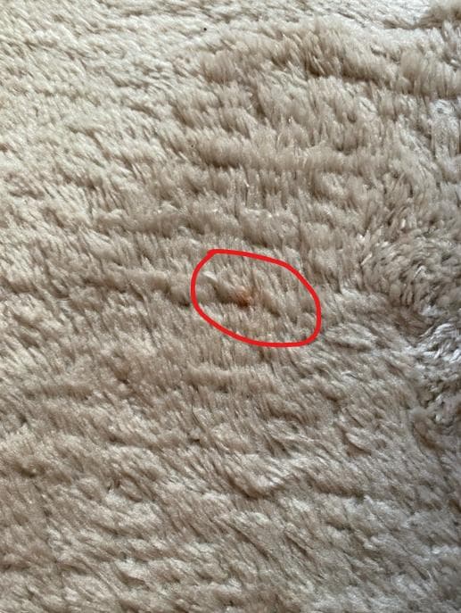 unico　ウニコ　EPET(エペット) ラグ