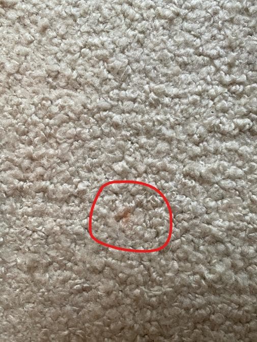 unico　ウニコ　EPET(エペット) ラグ