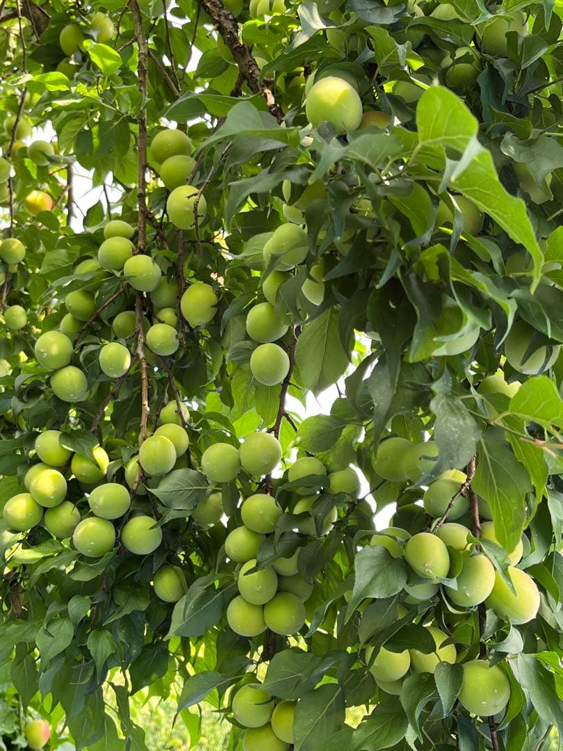 紀州 種抜き白干し梅 無添加　無選別　10kg