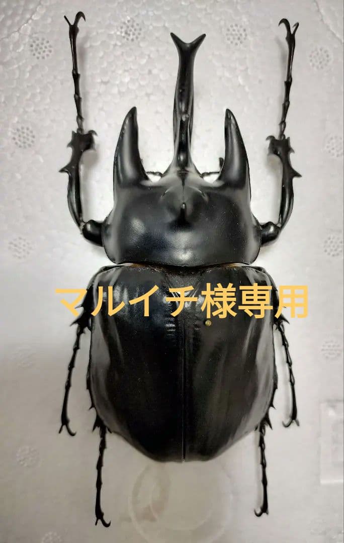超特大アクティオンゾウカブト標本 124mm