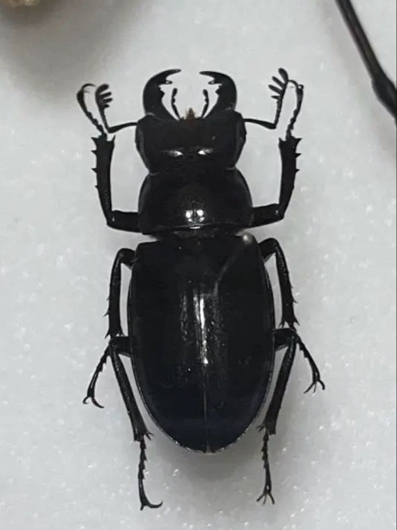 【規制前採集品】 ミクラミヤマ 大型個体 標本 ミヤマ クワガタ