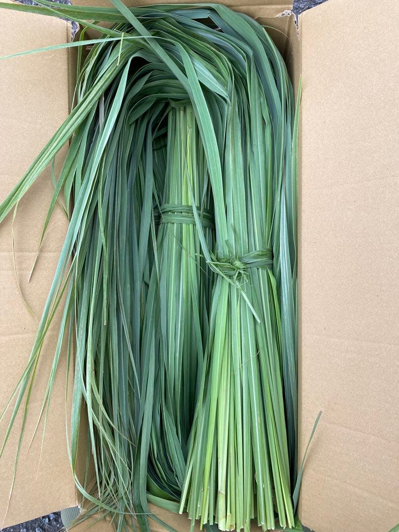 新鮮 レモングラス 生葉　8kg