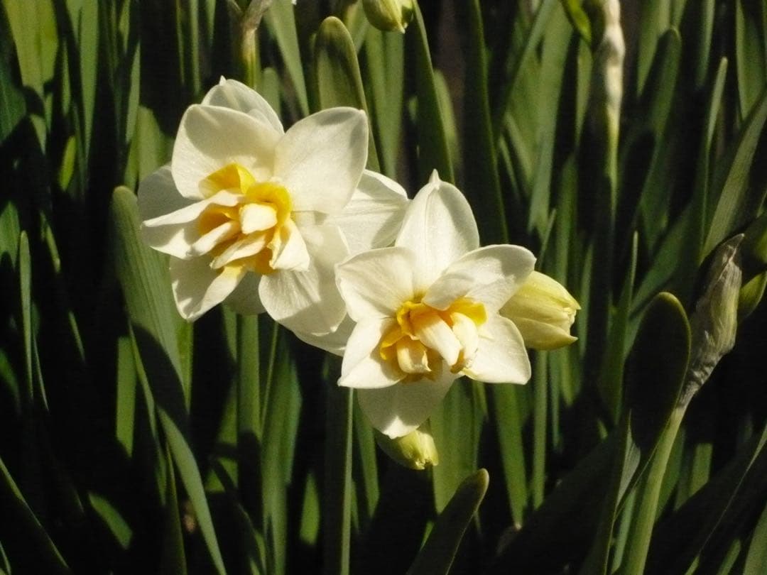 動作確認済み パナソニック LUMIX DMC-FX30-T ブラウン