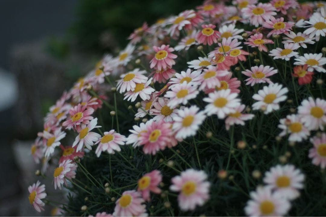 SONY α700 デジタル一眼　動作品　50ミリ単焦点マクロ、望遠レンズ付き