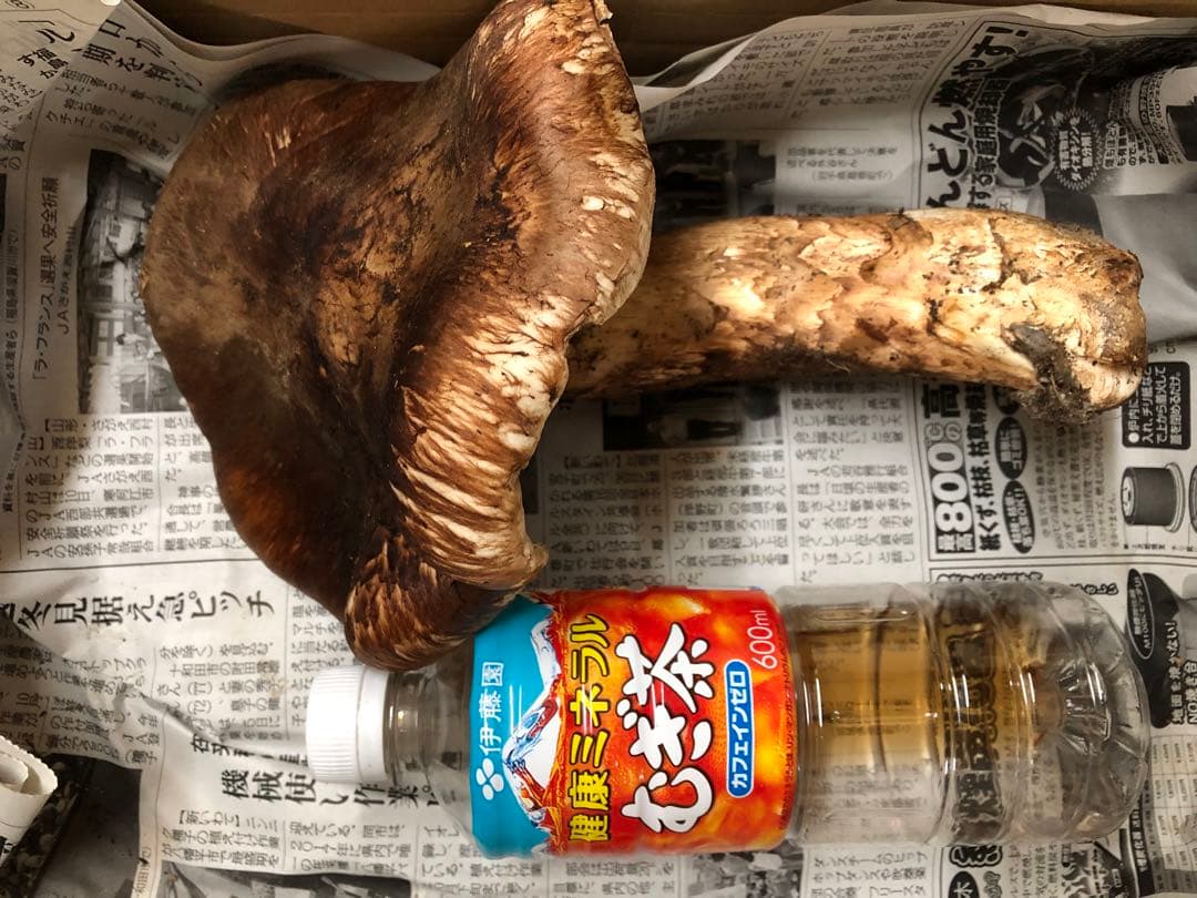 岩手県産　特大開き天然松茸（410g）①