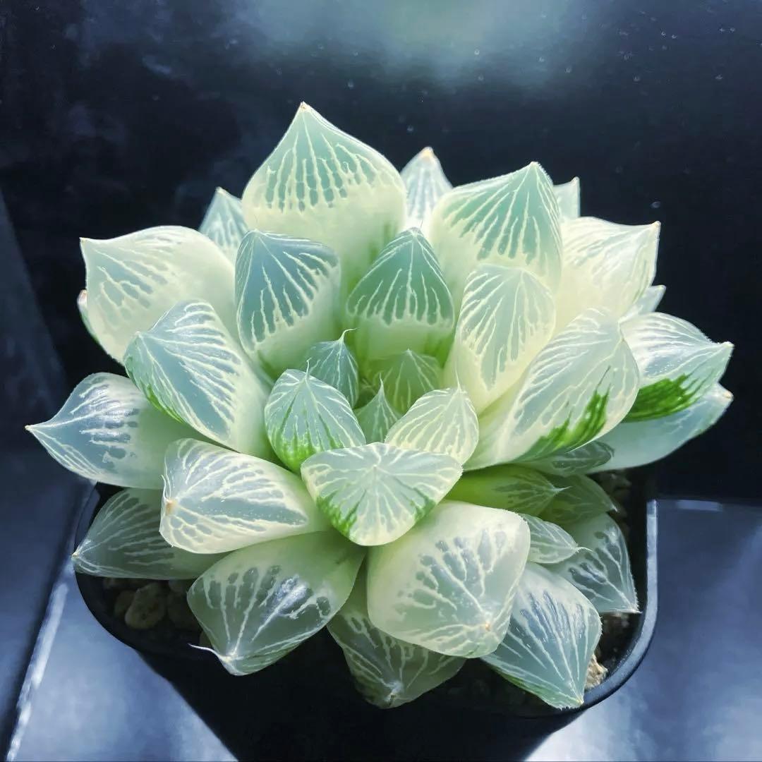 ハオルチア　白蛇伝　親株　子株付き