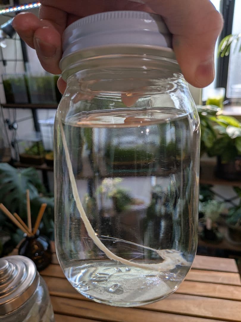 【激レア深海魚】リュウグウノツカイ幼魚 液浸標本