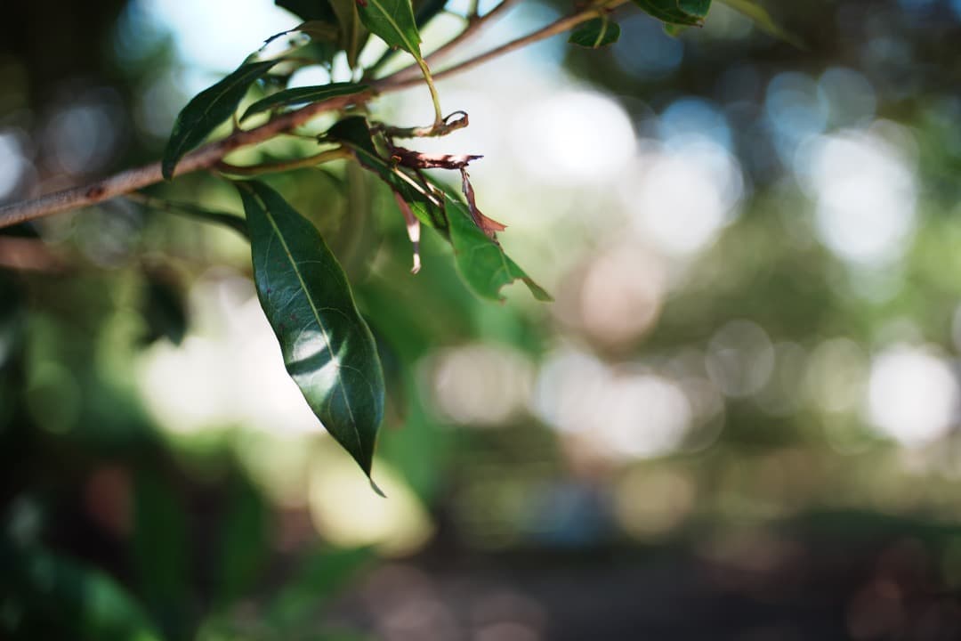 【極美品】Nikon Ai Nikkor 35mm F2 ニコン 353