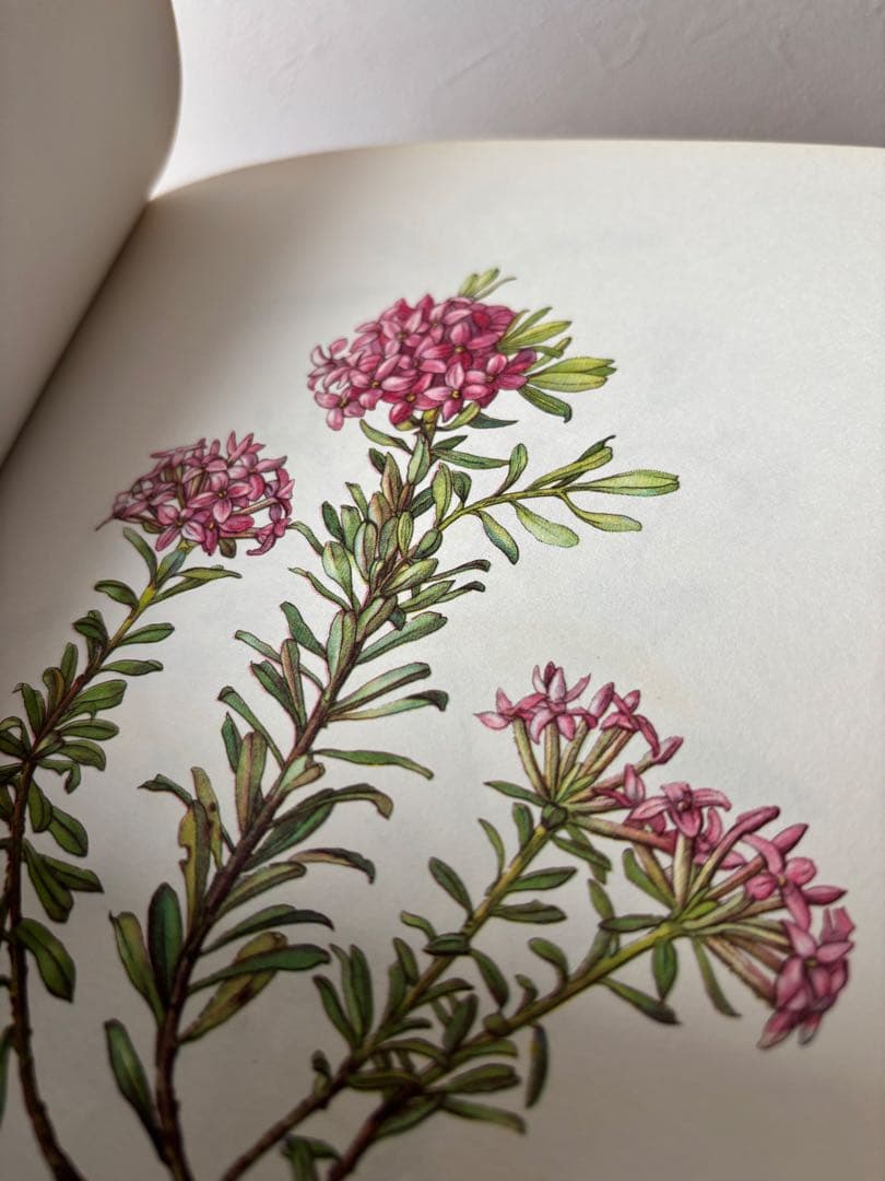 Blumenfibel 1977年版 ドイツ 植物図鑑 エルザモイスフスコ 希少