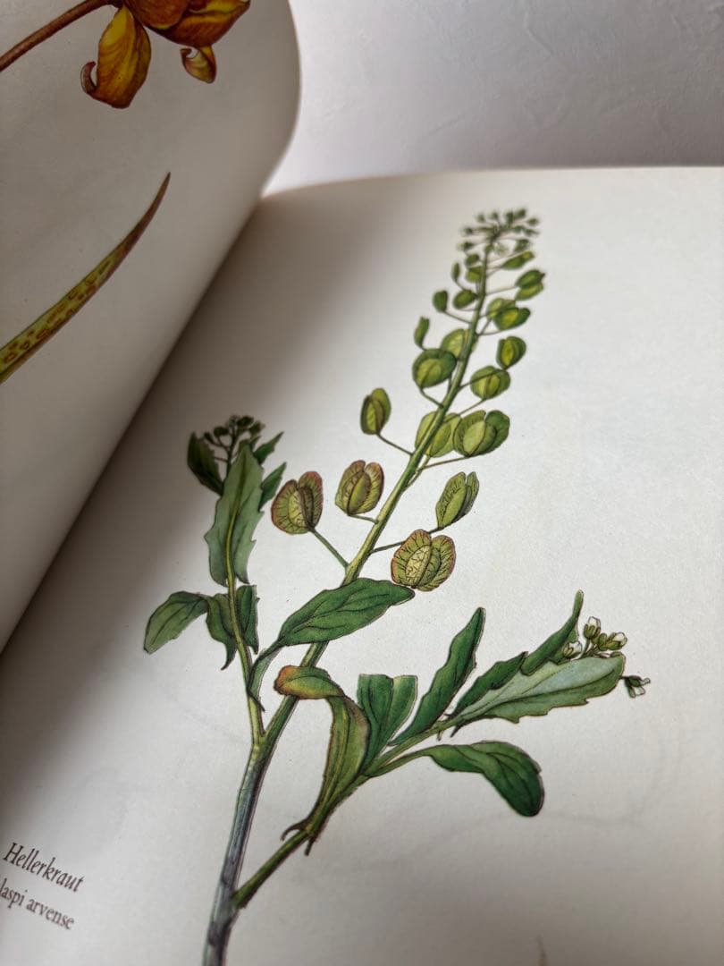 Blumenfibel 1977年版 ドイツ 植物図鑑 エルザモイスフスコ 希少