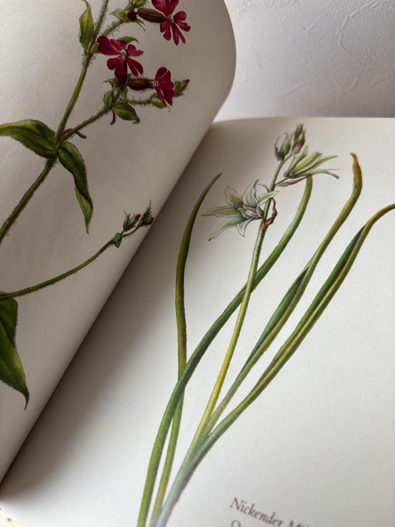 Blumenfibel 1977年版 ドイツ 植物図鑑 エルザモイスフスコ 希少