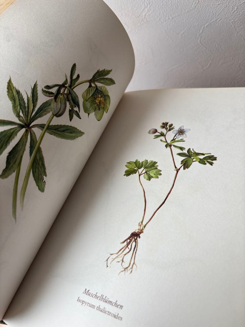 Blumenfibel 1977年版 ドイツ 植物図鑑 エルザモイスフスコ 希少