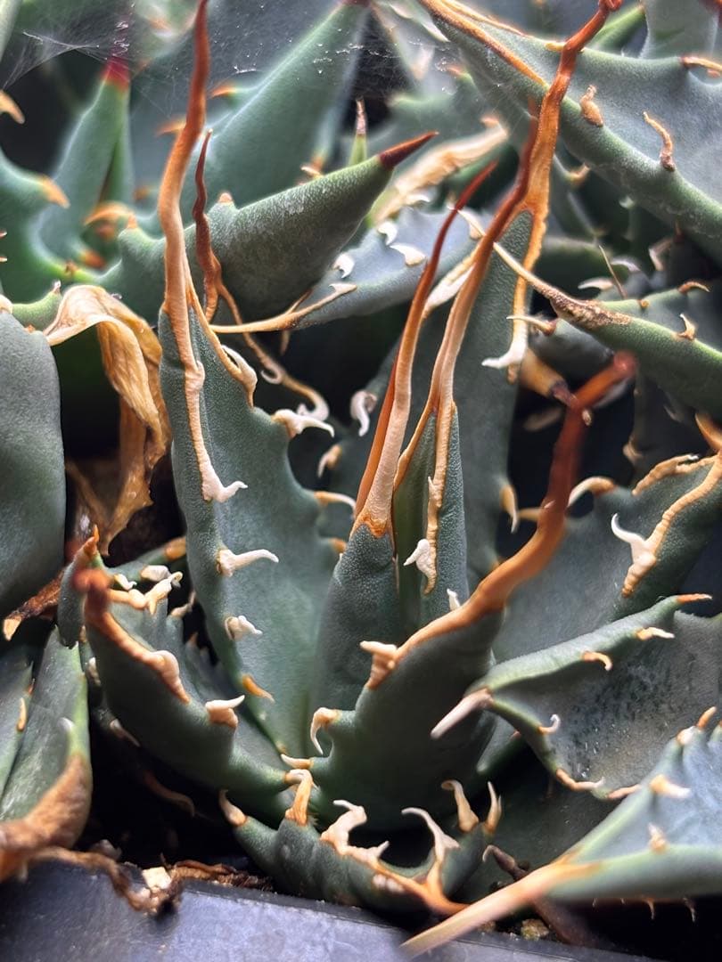 花屋山【実生２年目】アガベ エボリスピナ｜実生株（40株セット）