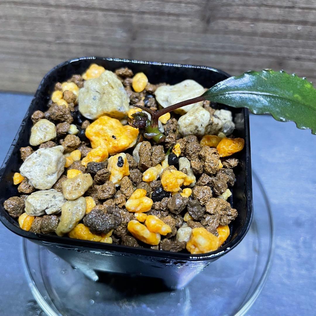 【水の国】ブセファランドラ レッドワルツ（※極小株）