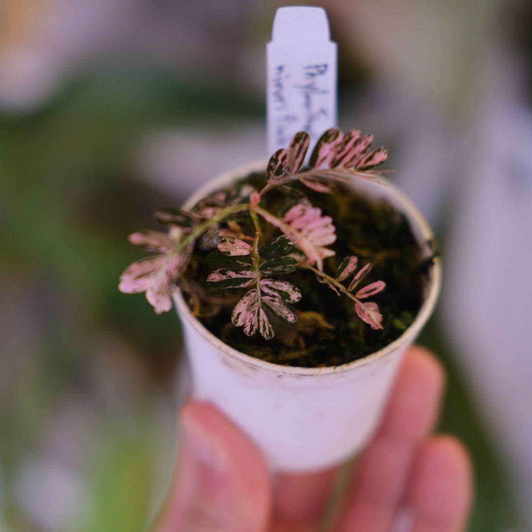 Phyllanthus urinaria Pink｜フィランサス・ウリナリア