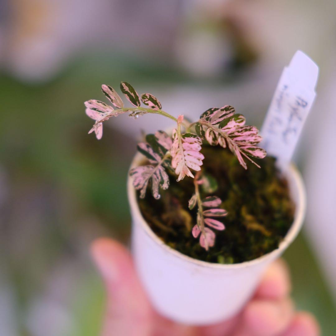 Phyllanthus urinaria Pink｜フィランサス・ウリナリア