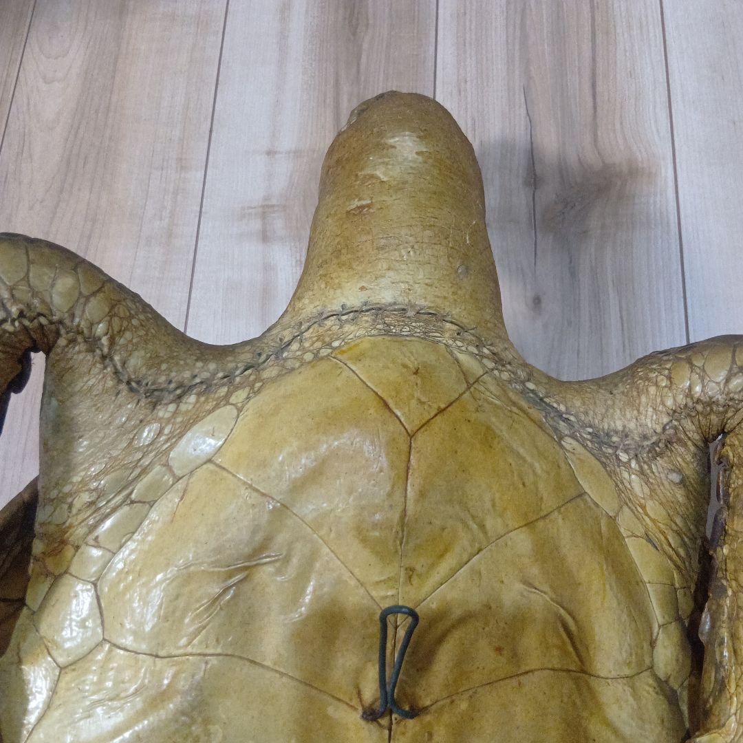 リアルな亀の置物 約60cm