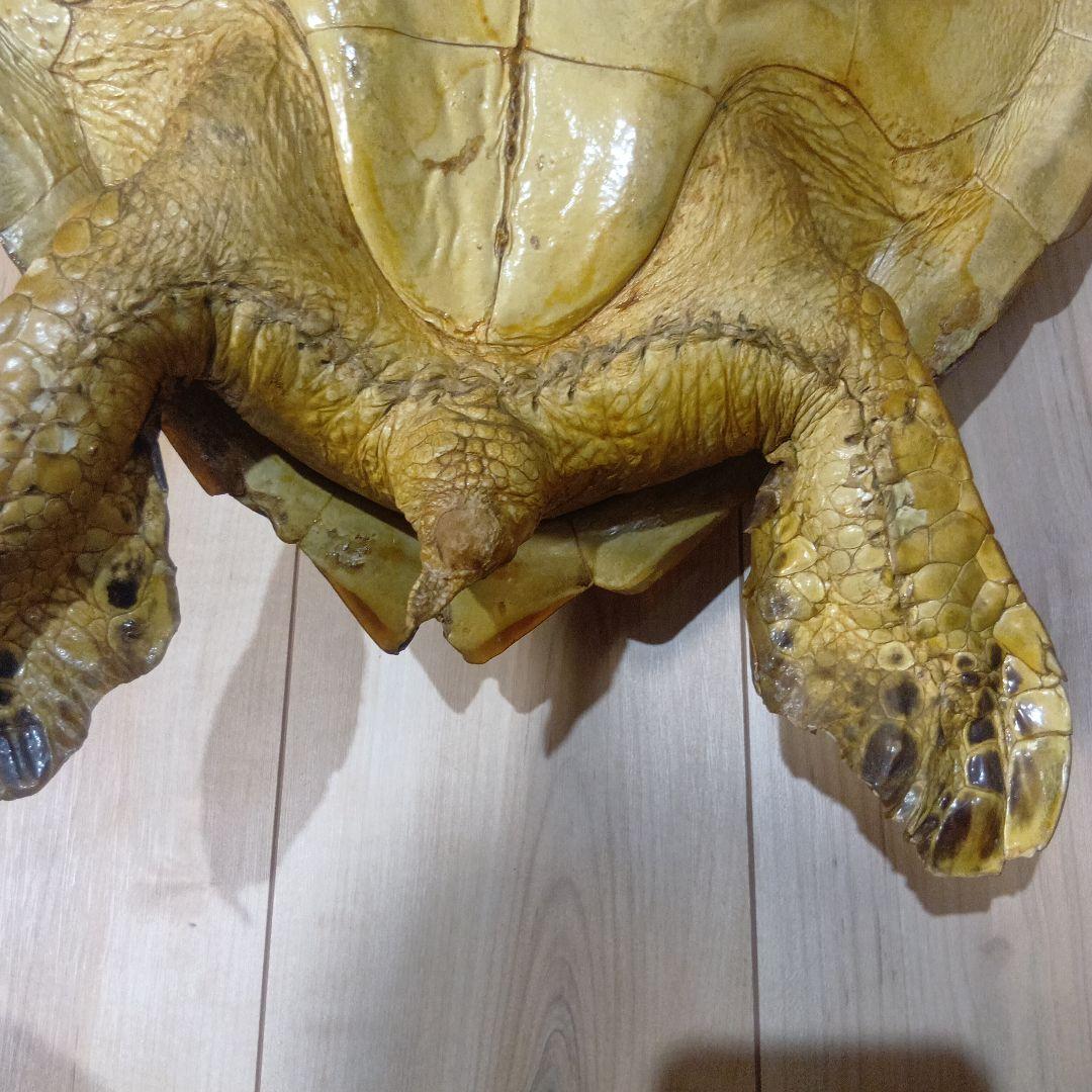 リアルな亀の置物 約60cm
