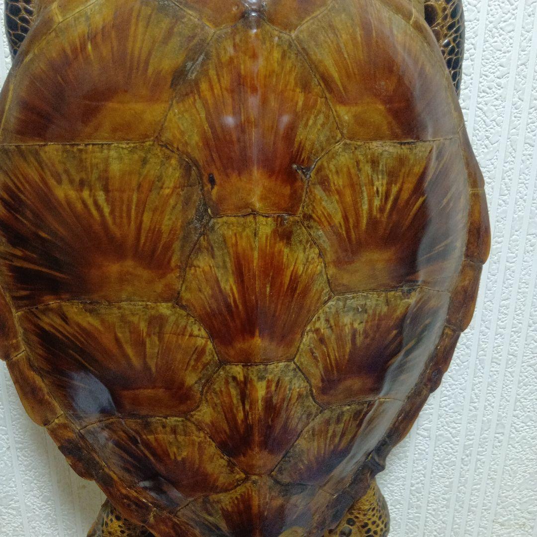 リアルな亀の置物 約60cm