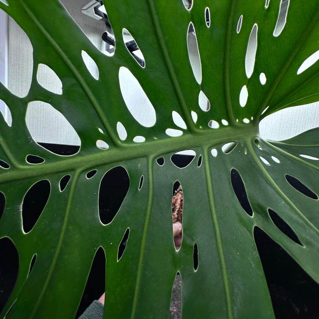 K*n様 モンステラデリシオーサマクロコズム超希少系統鉢植え66㎝