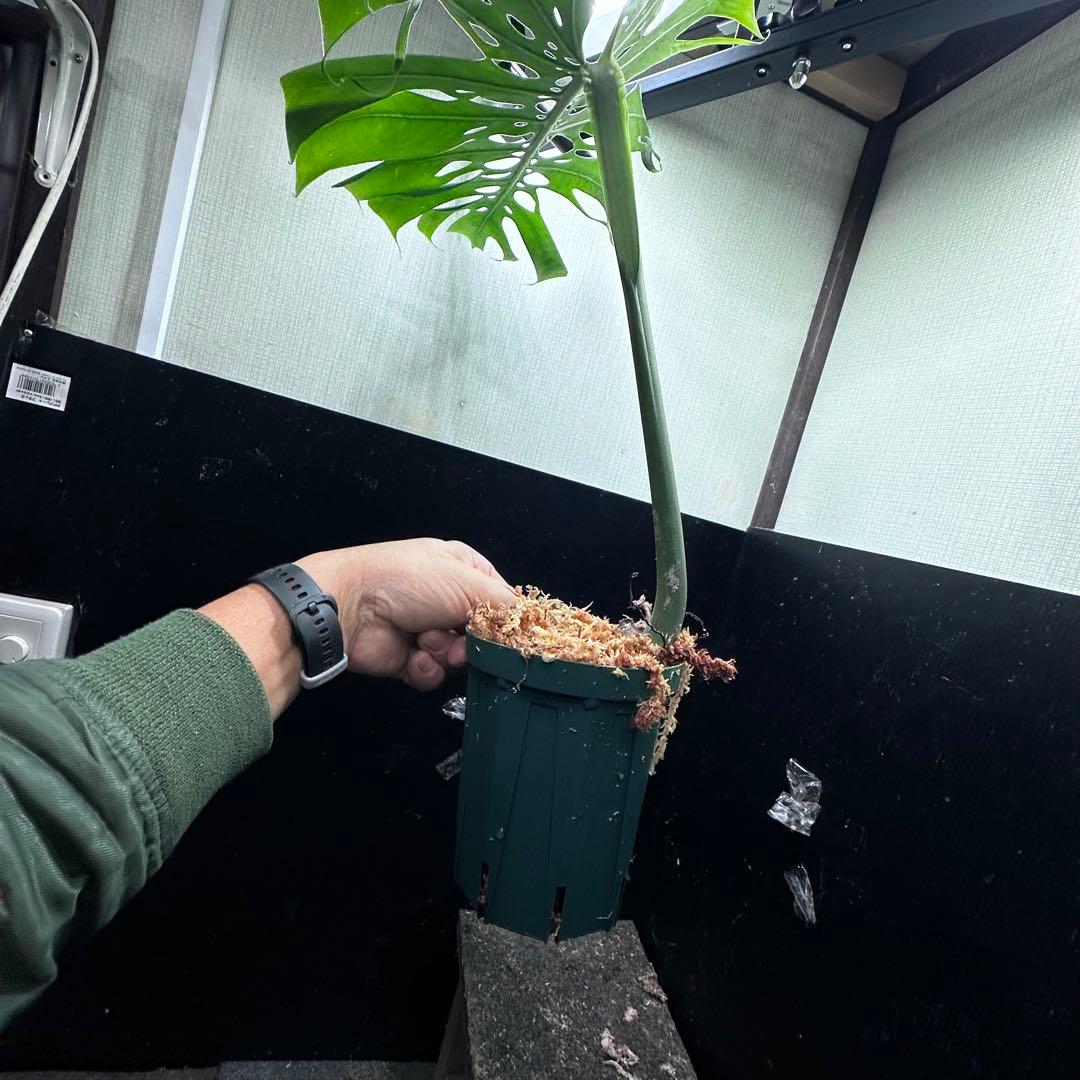 K*n様 モンステラデリシオーサマクロコズム超希少系統鉢植え66㎝