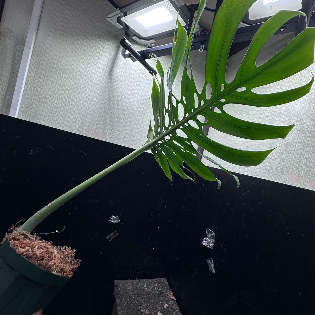 K*n様 モンステラデリシオーサマクロコズム超希少系統鉢植え66㎝