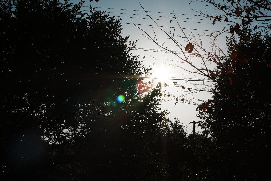 【希少・極美品】Canon New 50mm F1.2 L キャノン 737