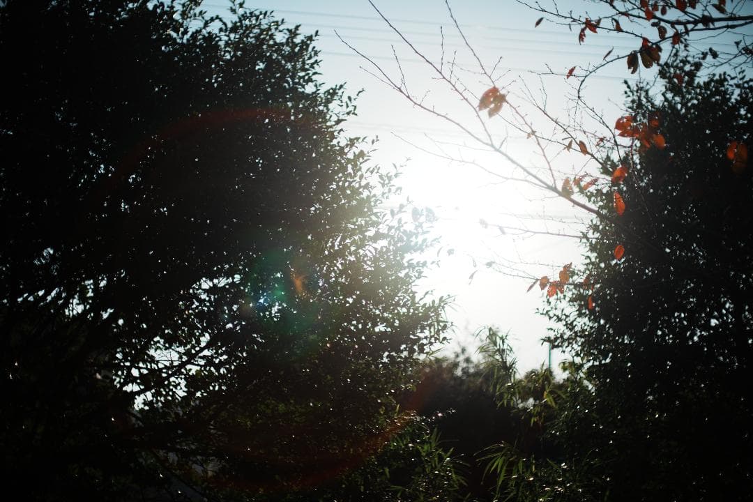 【希少・極美品】Canon New 50mm F1.2 L キャノン 737