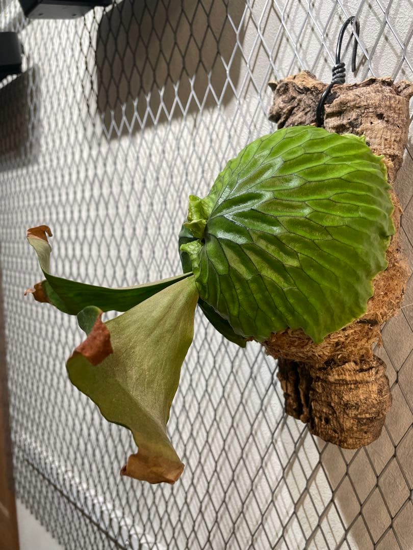 ビカクシダ マダガスカリエンセ P.madagascariense コルク付け