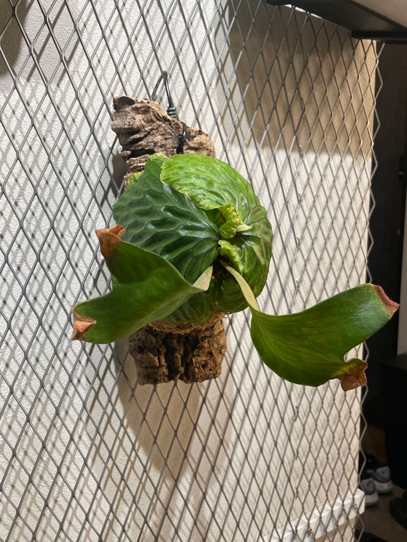 ビカクシダ マダガスカリエンセ P.madagascariense コルク付け