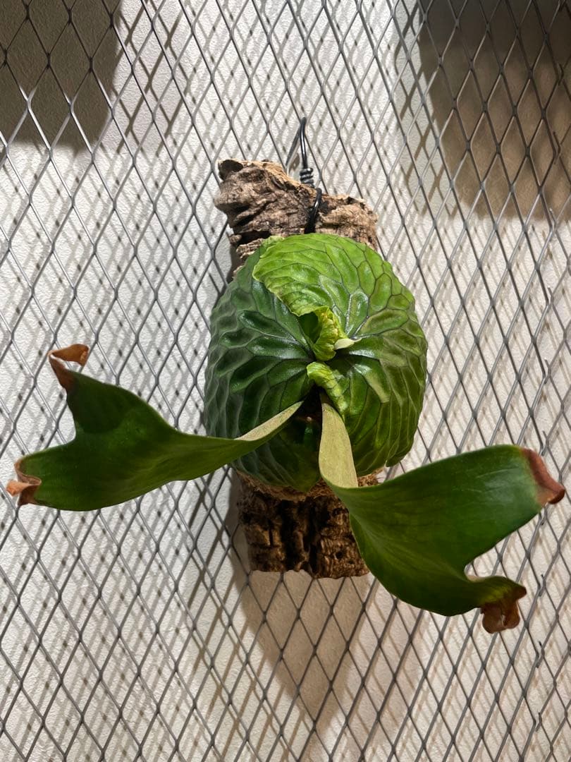 ビカクシダ マダガスカリエンセ P.madagascariense コルク付け