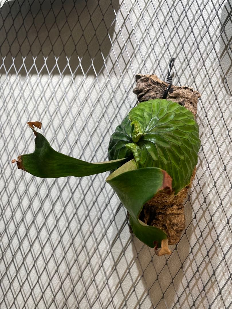 ビカクシダ マダガスカリエンセ P.madagascariense コルク付け