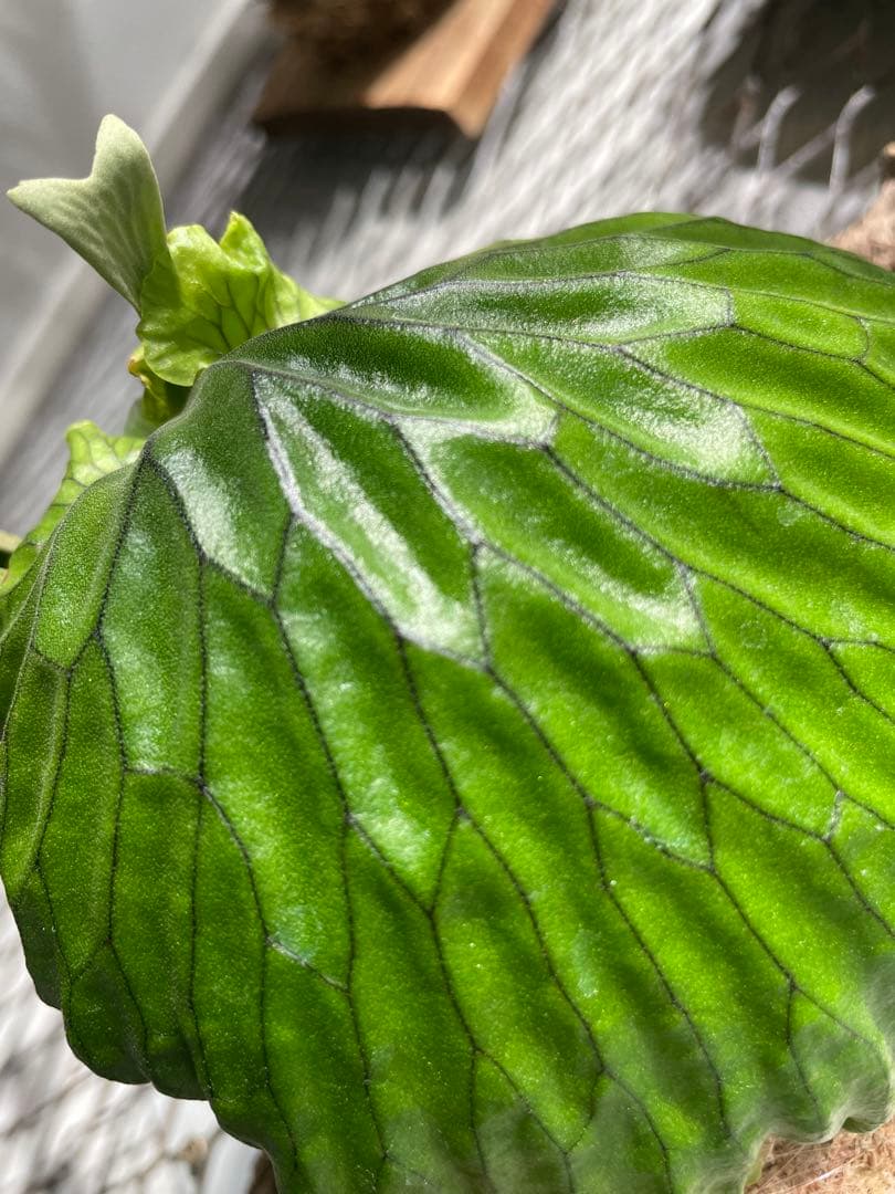 ビカクシダ マダガスカリエンセ P.madagascariense コルク付け