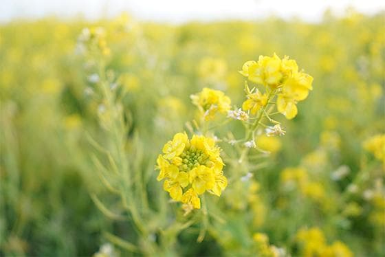 【美品】SONY E 15mm F1.4 広角 単焦点レンズ SEL15F14G