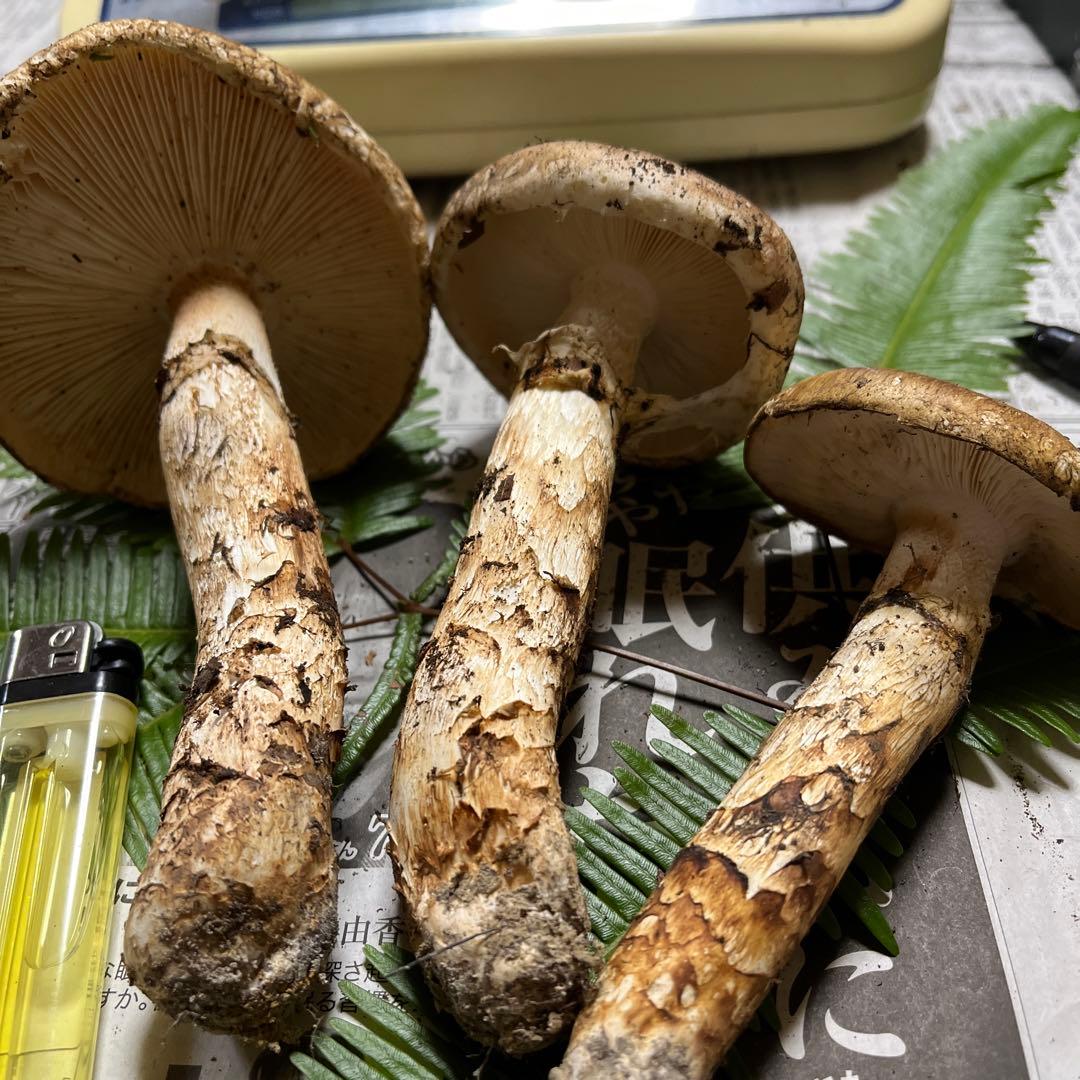 【大阪泉州産】天然松茸　採れたて松茸　良品3本175g 国産