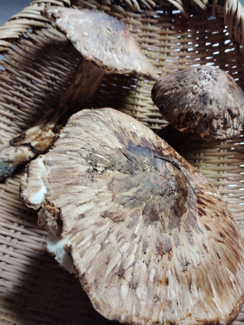 岩手県岩泉産松茸　300グラム　訳あり