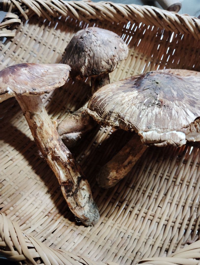 岩手県岩泉産松茸　300グラム　訳あり