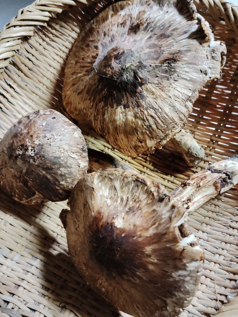 岩手県岩泉産松茸　300グラム　訳あり