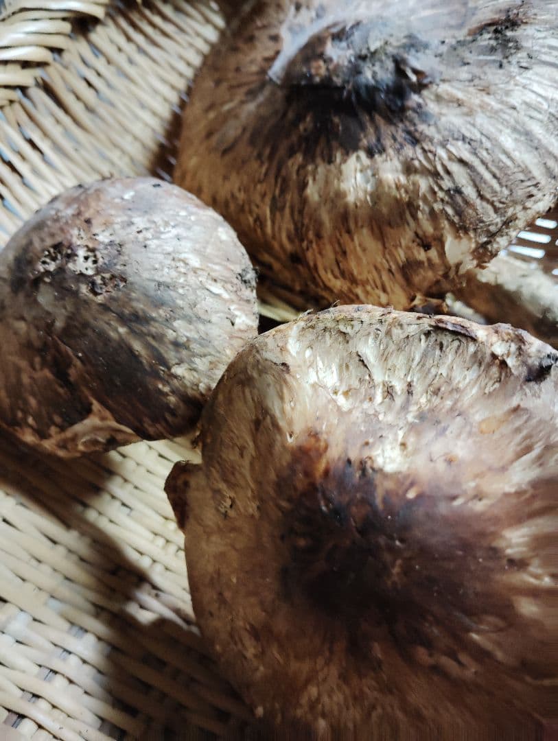 岩手県岩泉産松茸　300グラム　訳あり