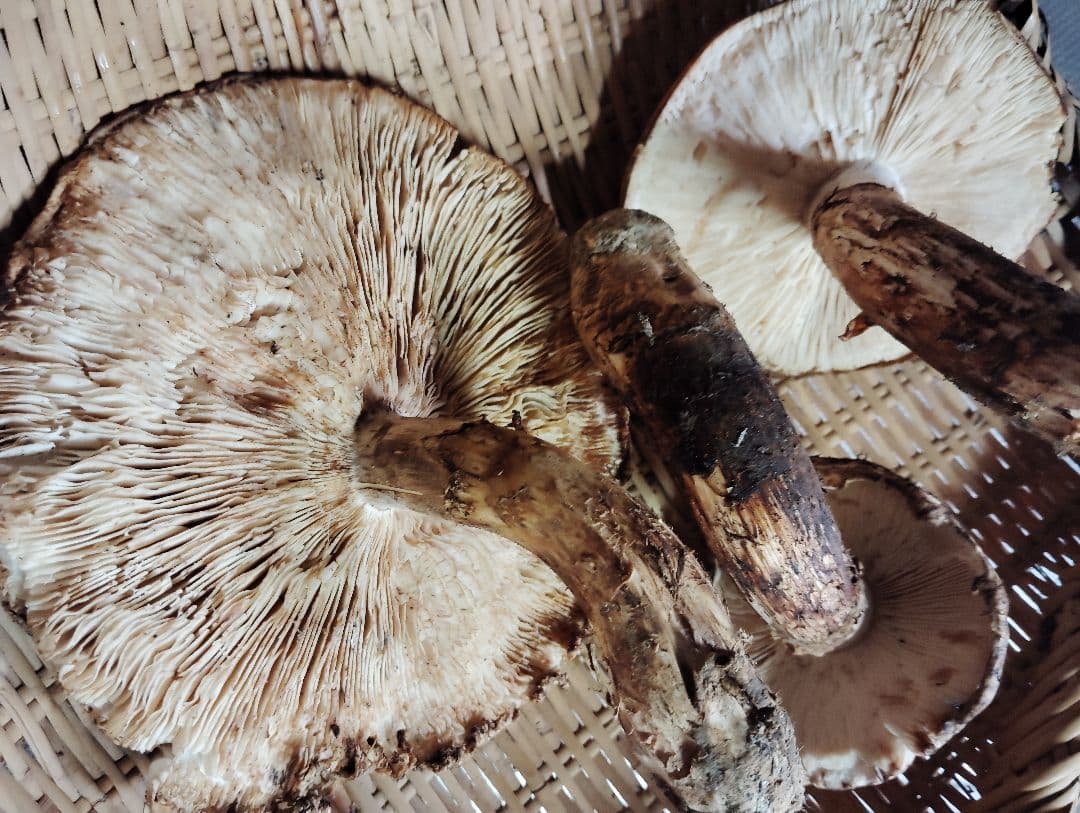 岩手県岩泉産松茸　300グラム　訳あり