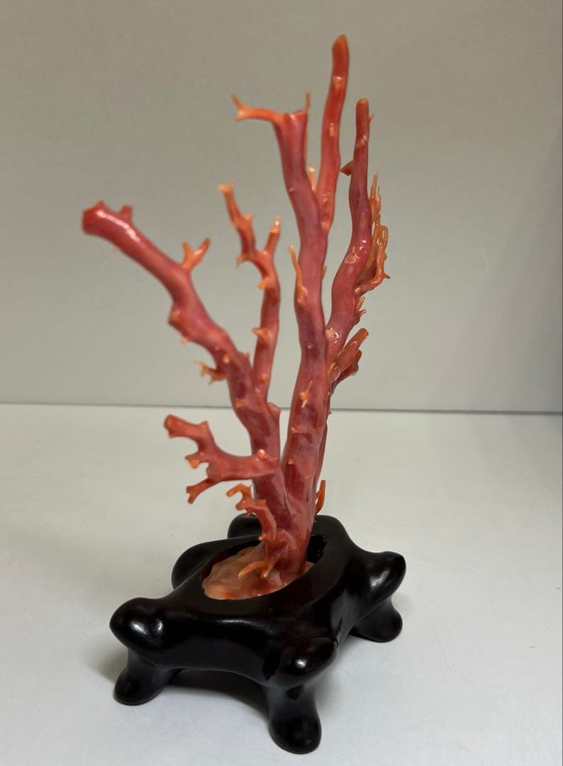 専用　本肉赤珊瑚　ケース付　台込221g 東Y8-0130②トヒトオ