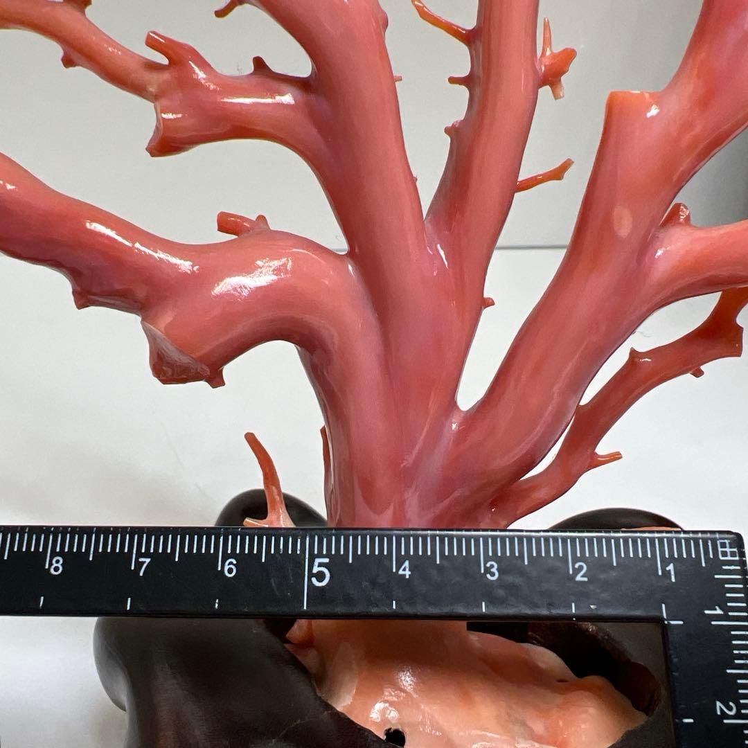 専用　本肉赤珊瑚　ケース付　台込221g 東Y8-0130②トヒトオ