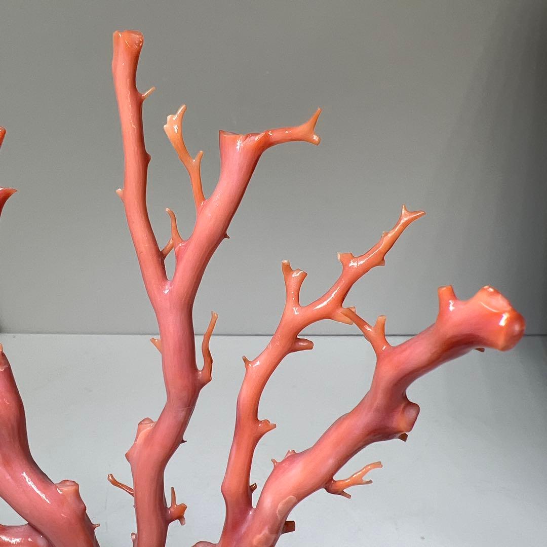 専用　本肉赤珊瑚　ケース付　台込221g 東Y8-0130②トヒトオ