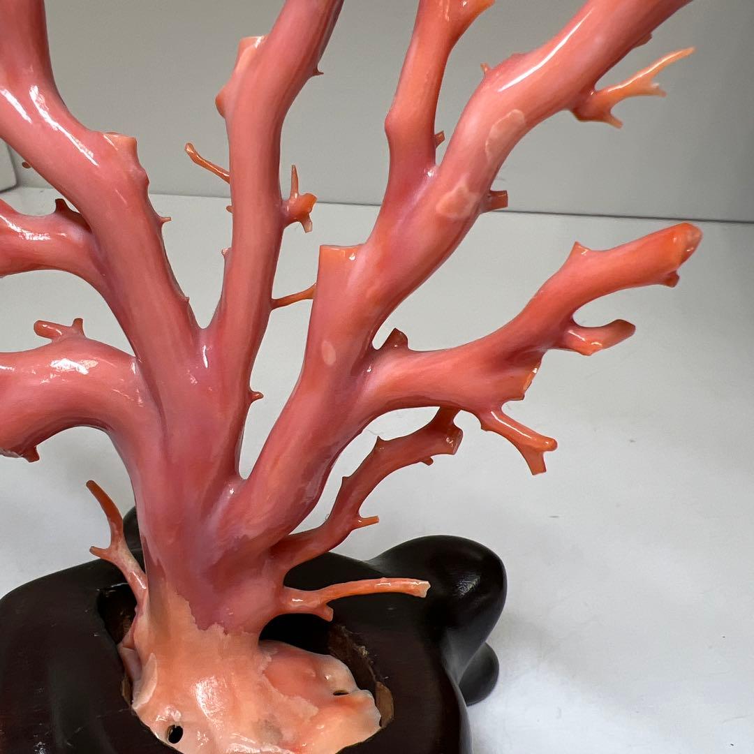 専用　本肉赤珊瑚　ケース付　台込221g 東Y8-0130②トヒトオ